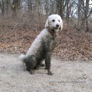 20100331GreenDog2