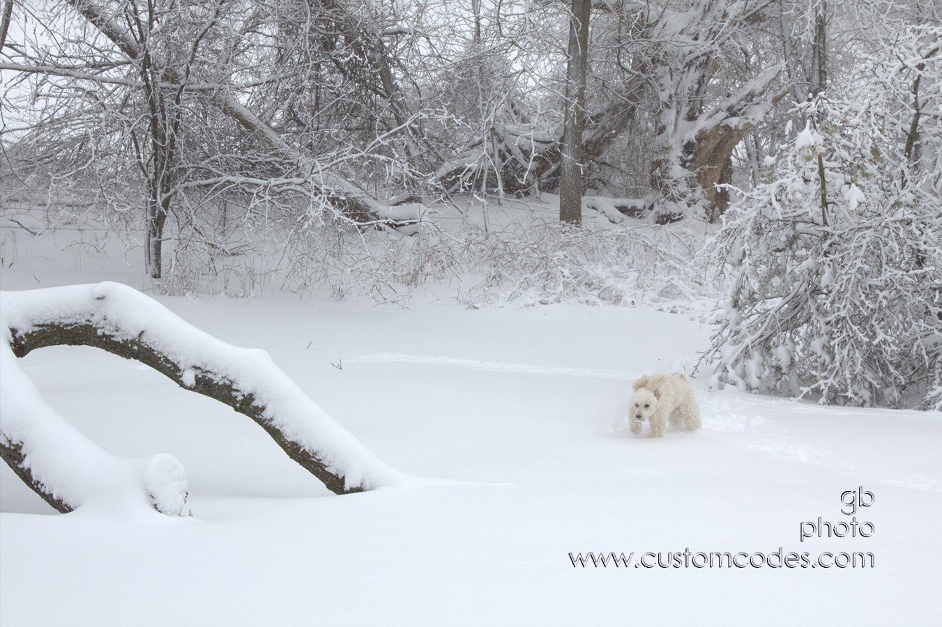 doginsnow 044