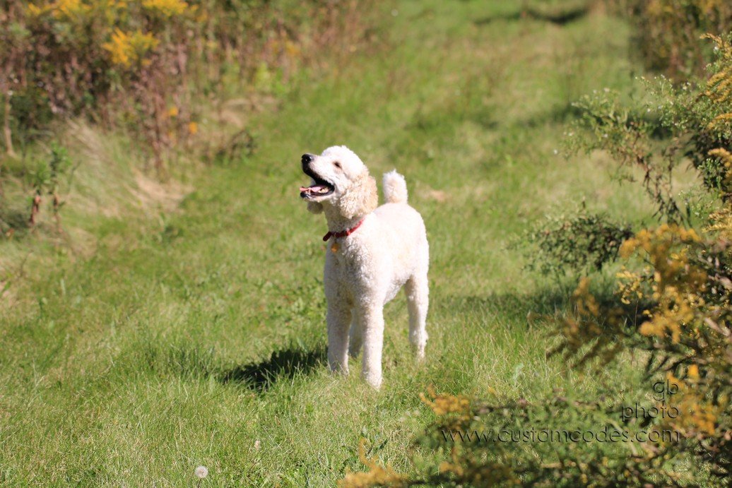 Elwood_2010_0913