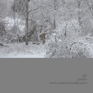 doginsnow 048