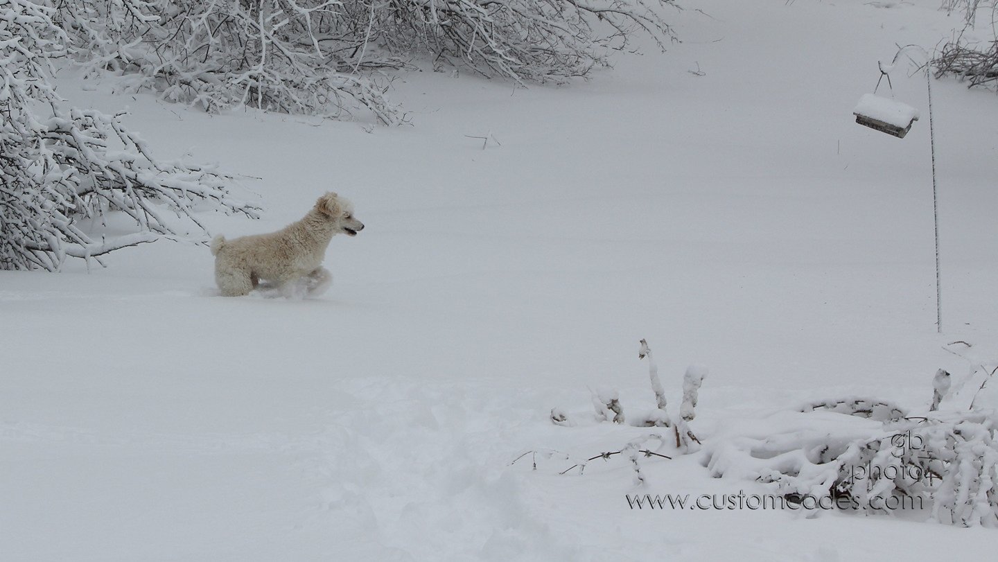 doginsnow 031