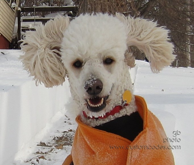 ElwoodsSmile_2011_0202