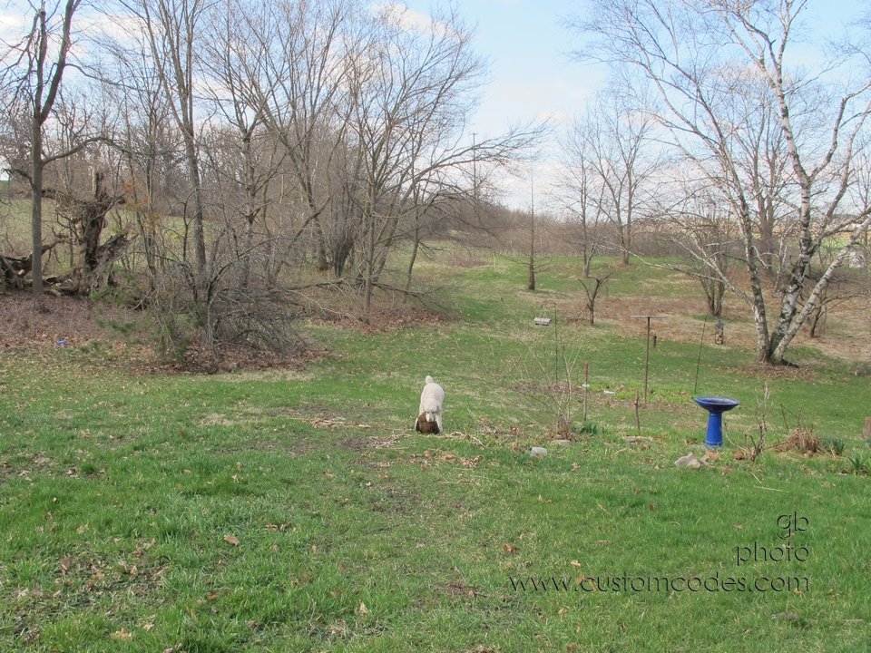 woodchuck_5_2011417_r