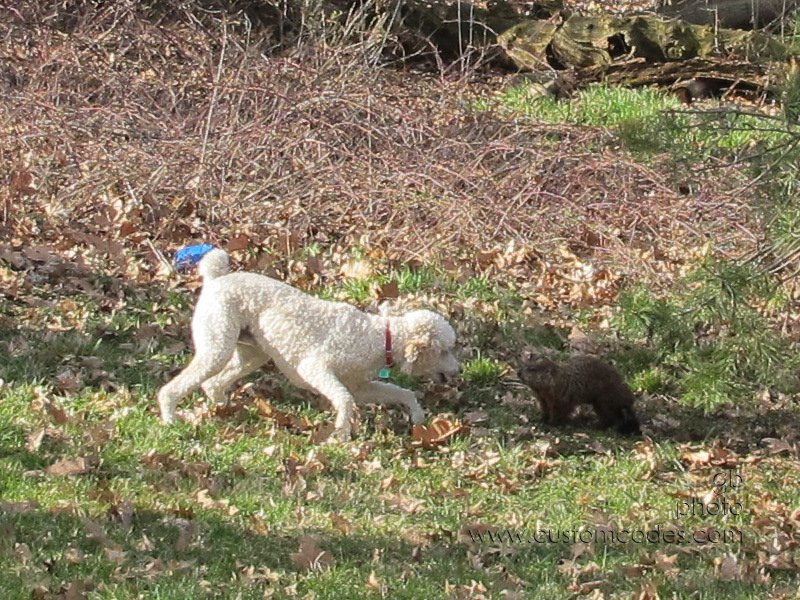 woodchuck_2_20110417
