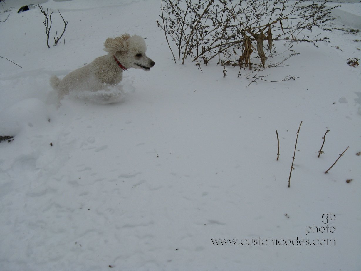 DashingThroughTheSnow_2011_0201