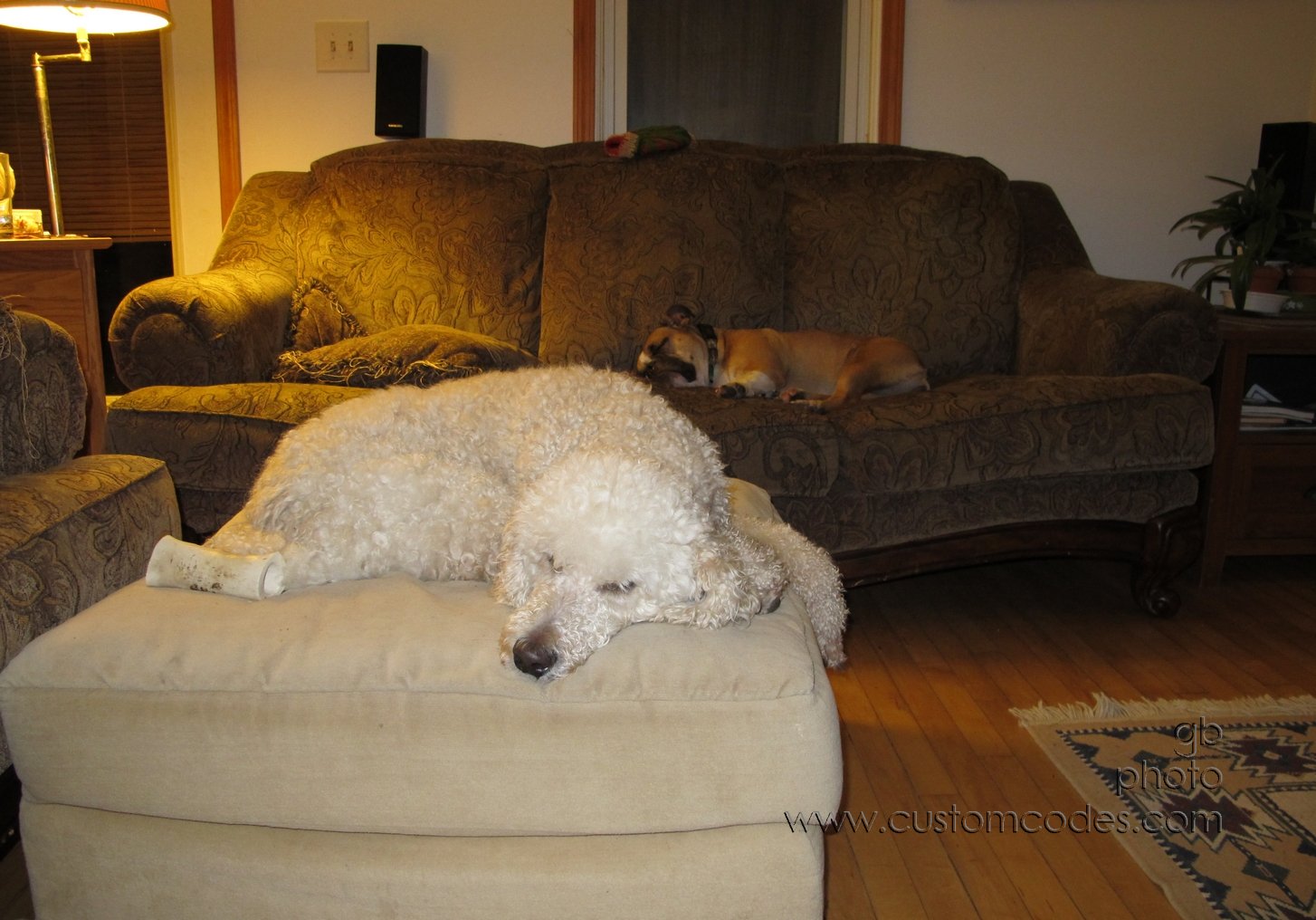 bunnyDreams_20121103