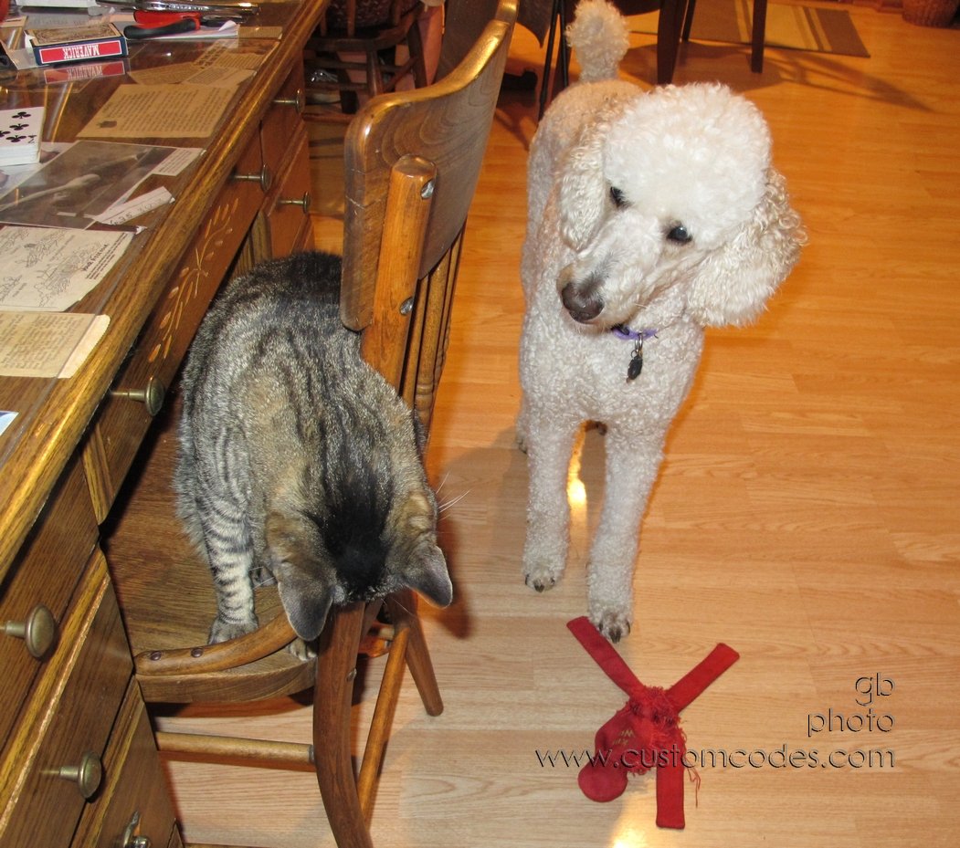 elwoodAndMax_201206_3