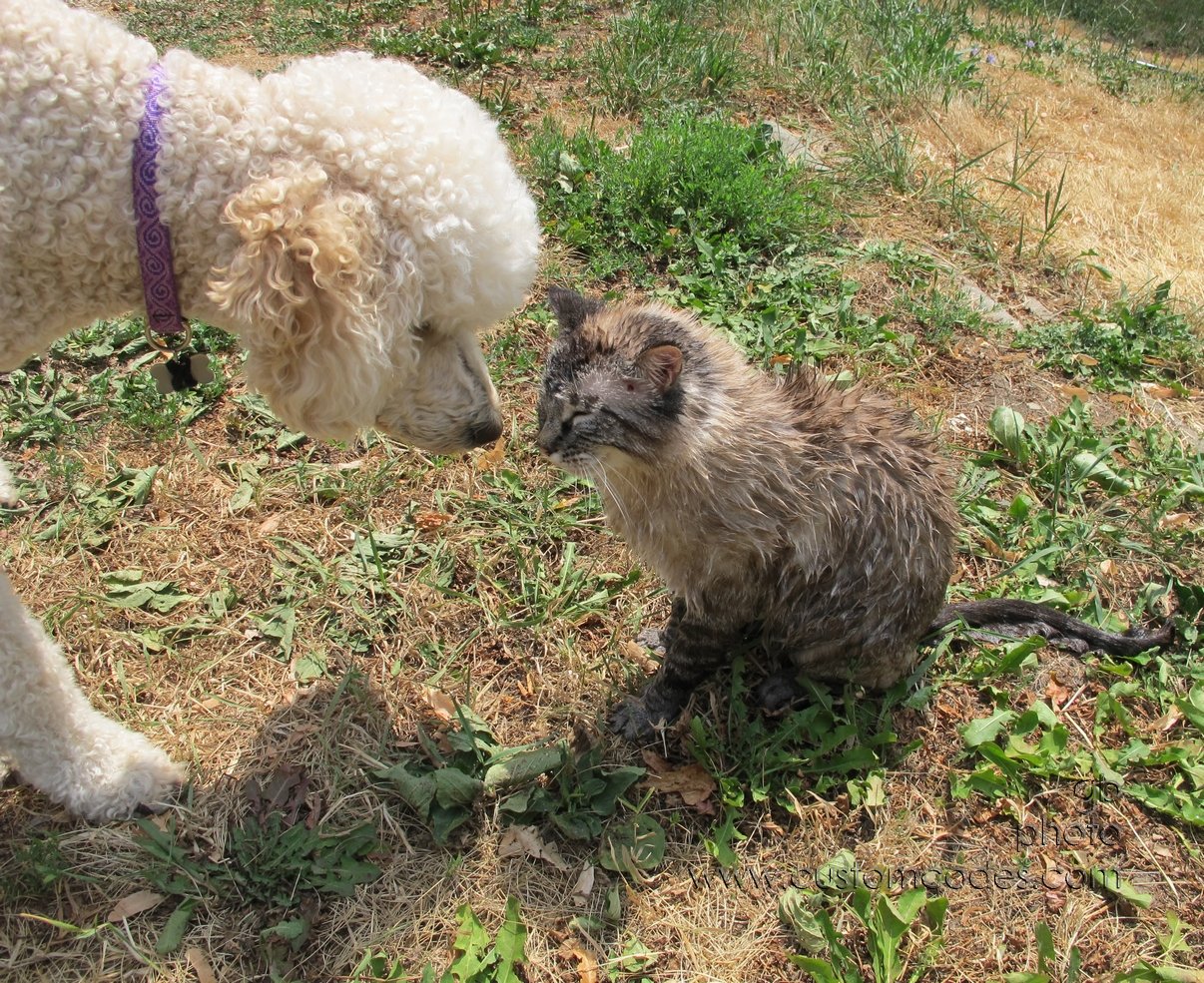 ElwoodAndSammyAfterBath_20120714