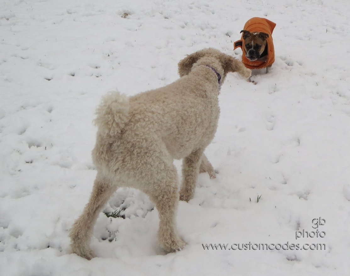 butItIsMyBone_20121209_cr