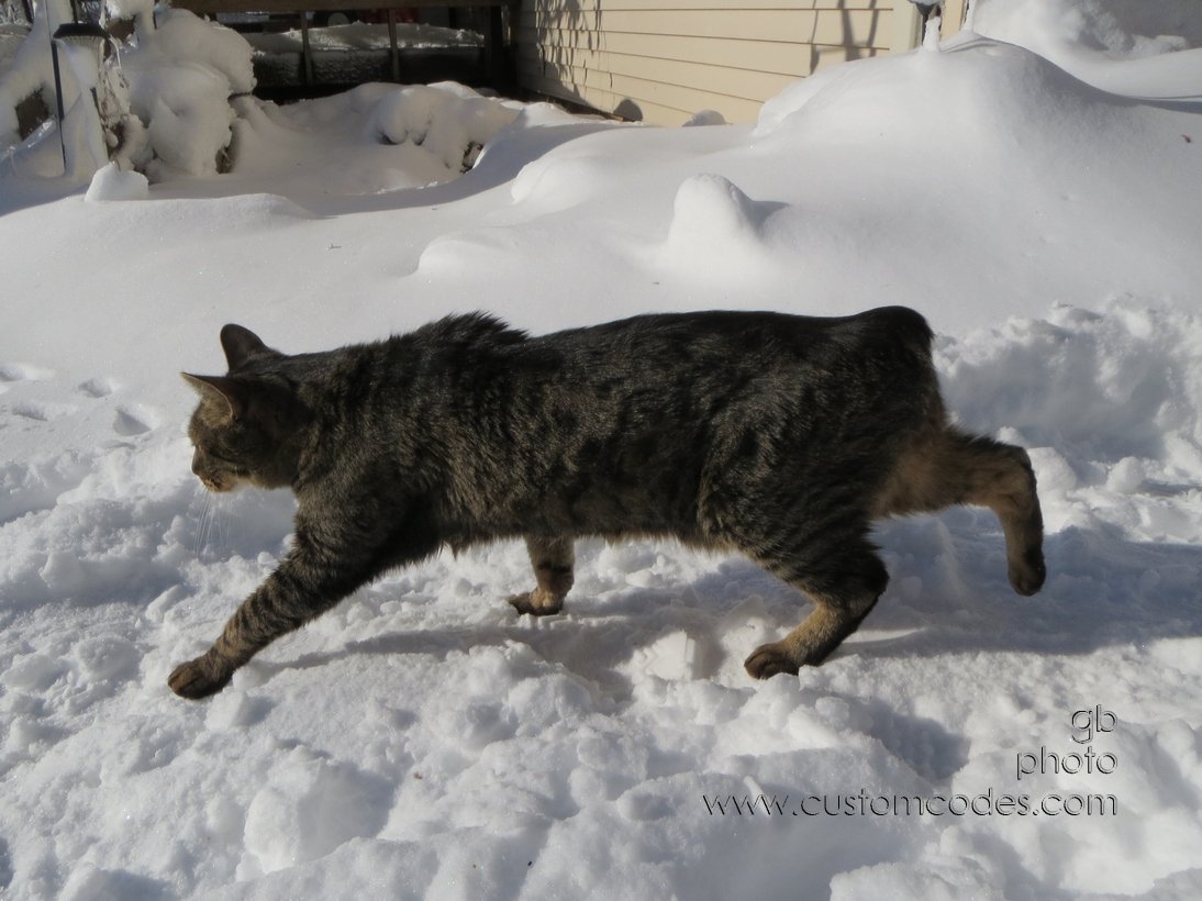 MaxOnTheProwl_20121221