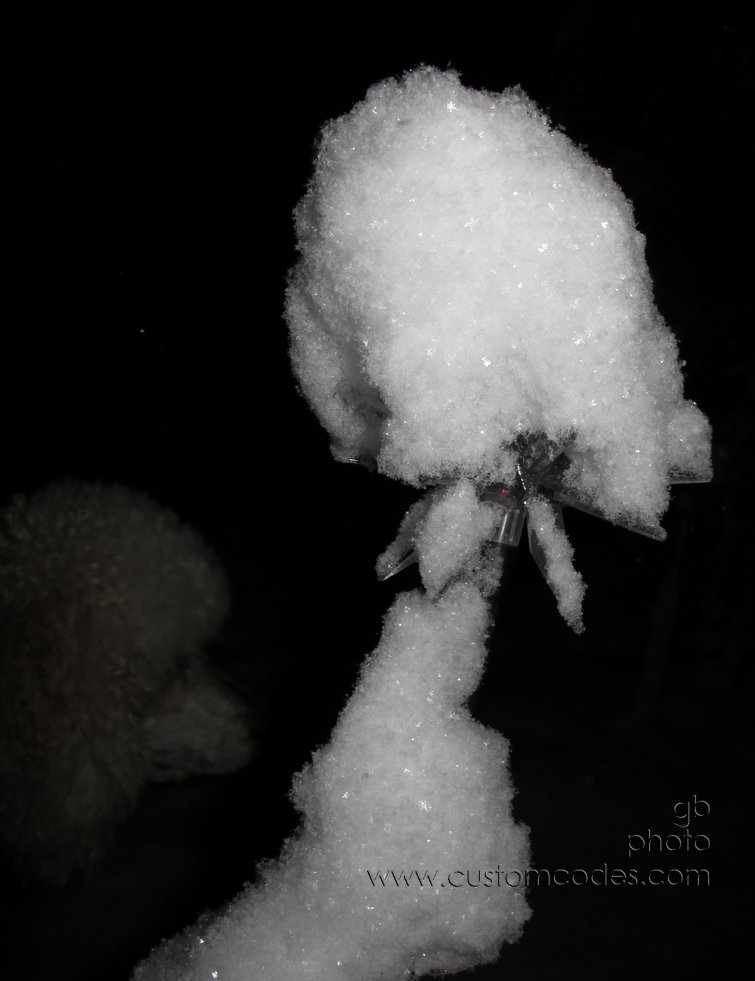 Elwood_Snowflakes_20120223
