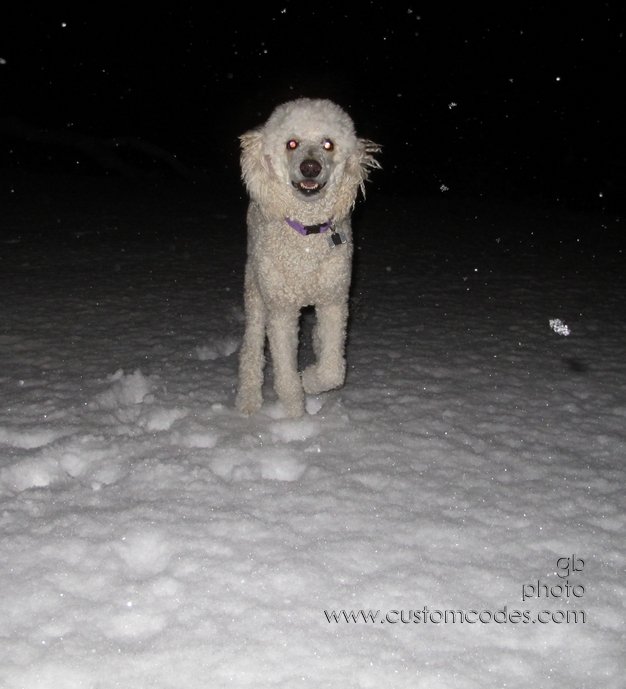 Elwood_2_20120223