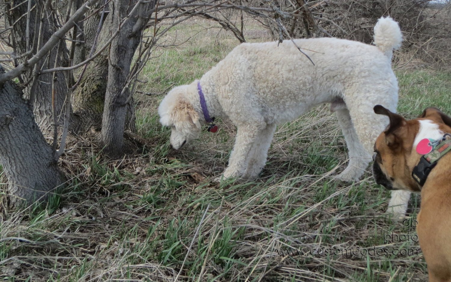 ElwoodAnnie_20130426