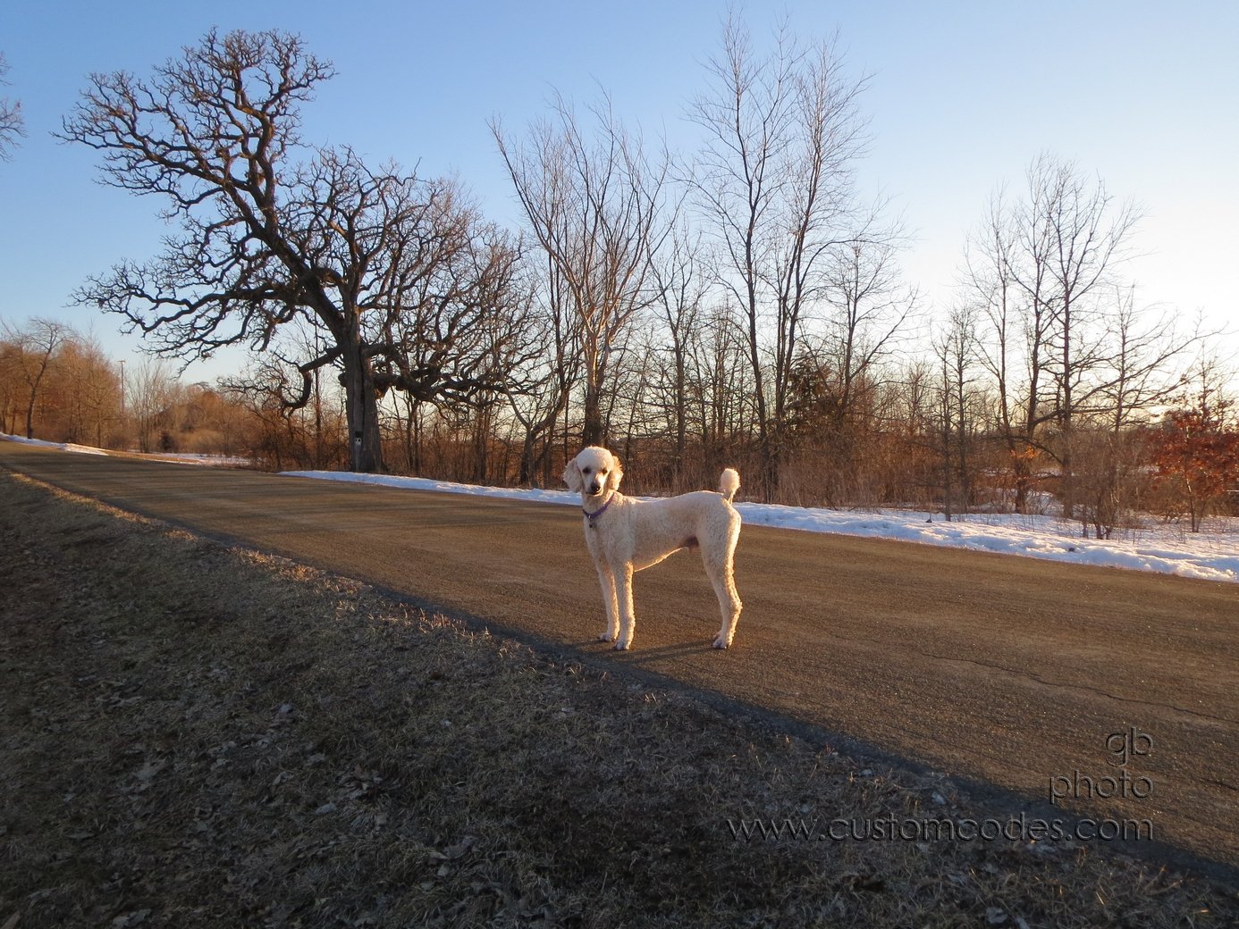 Elwood_20130401