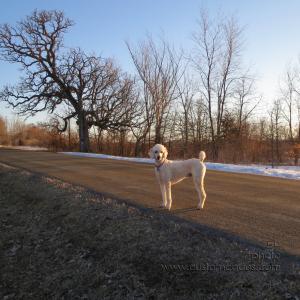 Elwood_20130401