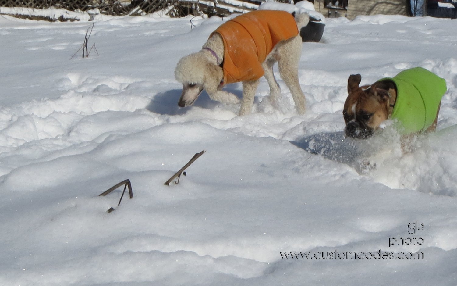 ElwoodAnnie_20130202