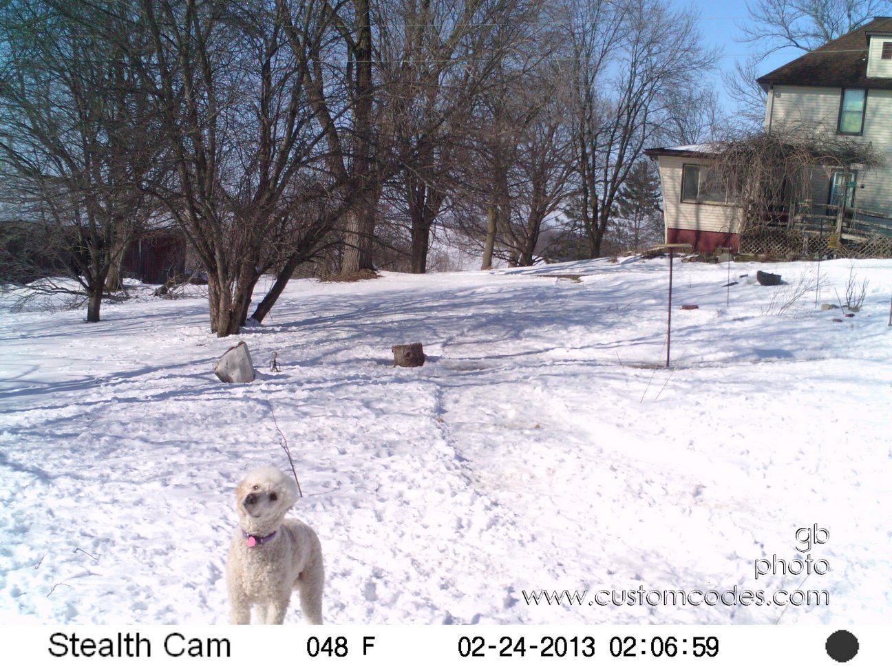 Elwood_20130224