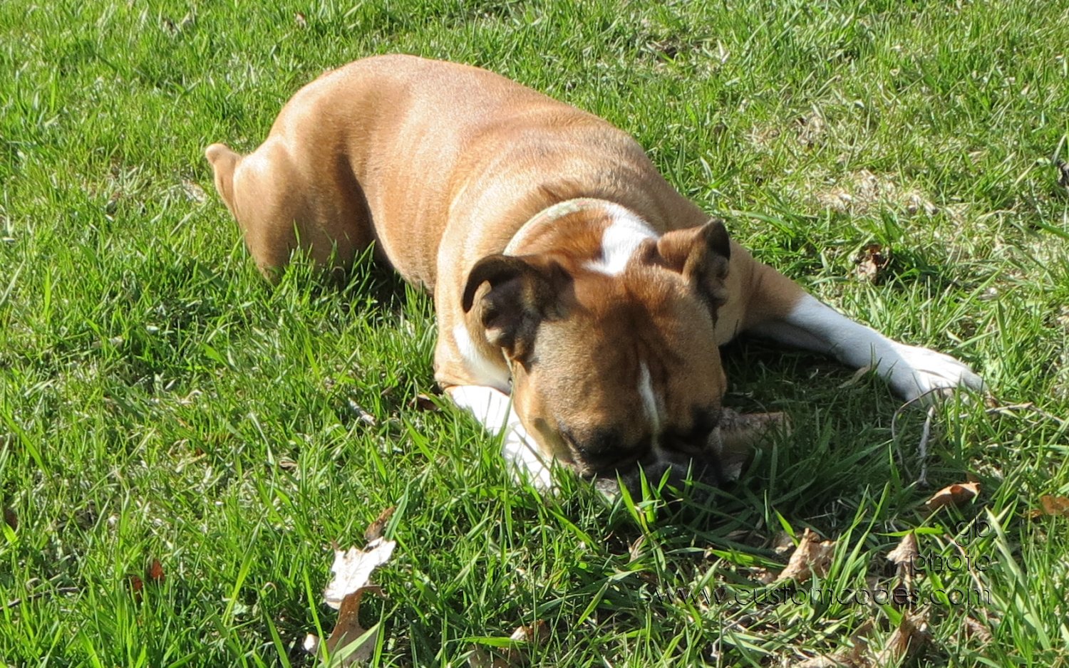 Annie2Tired2Chew_20130426