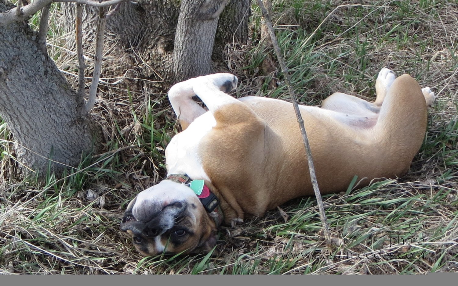 AnnieSpringRoll_20130426