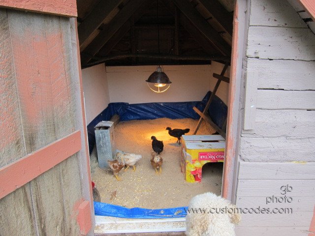 chicks30131005_1