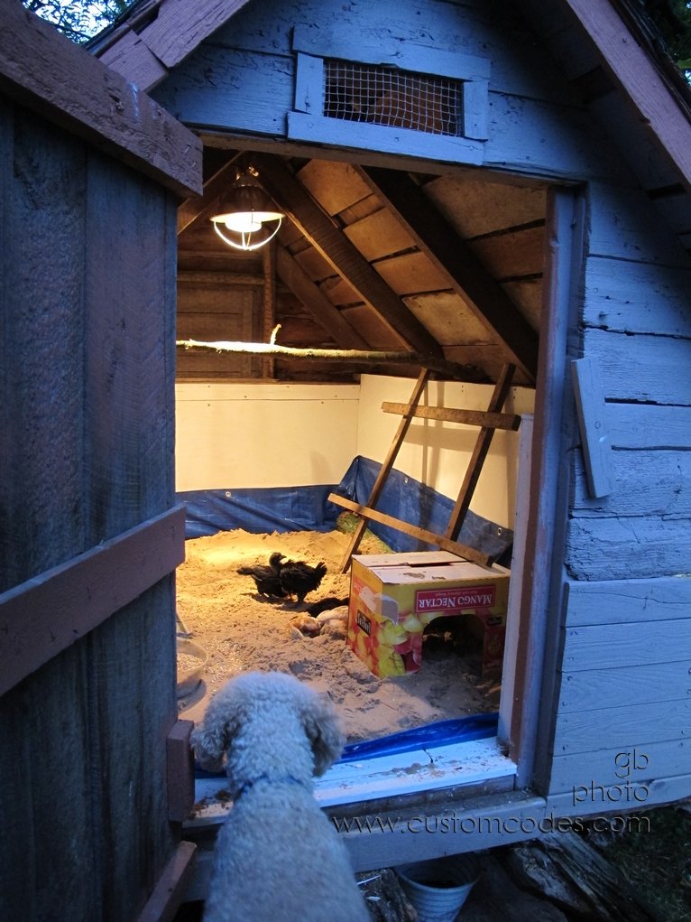 chicks_20131004