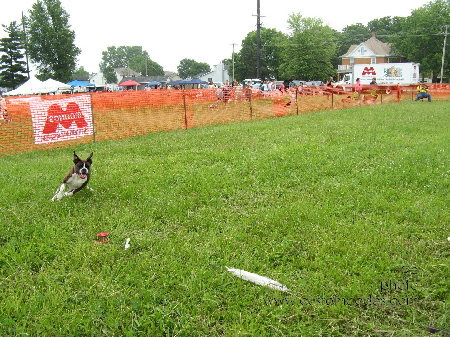 MoundsDogFest2010_Coursing_a