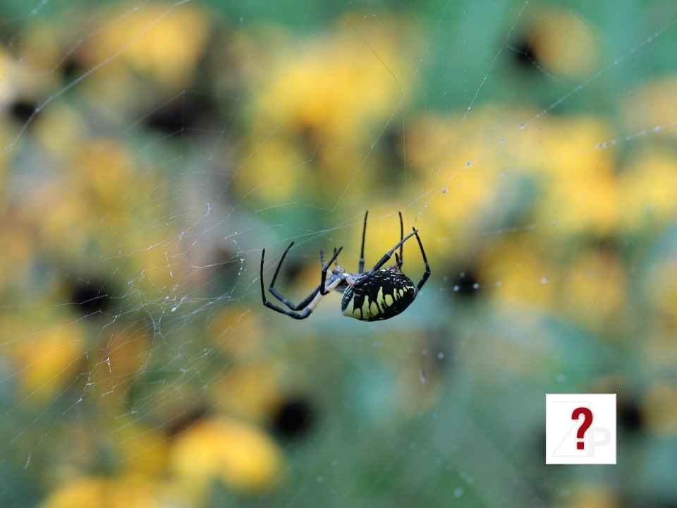 spider_spinning_2_cr