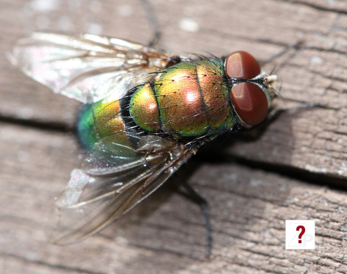 colorfulFly