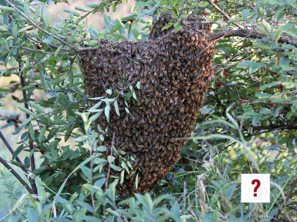BeeSwarm_2010-08-26_cr