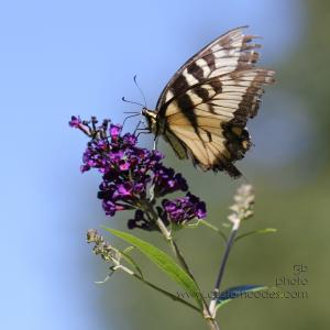 yellowSwallowtailOnbutterflybush