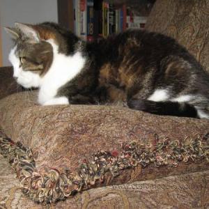 nobility090224