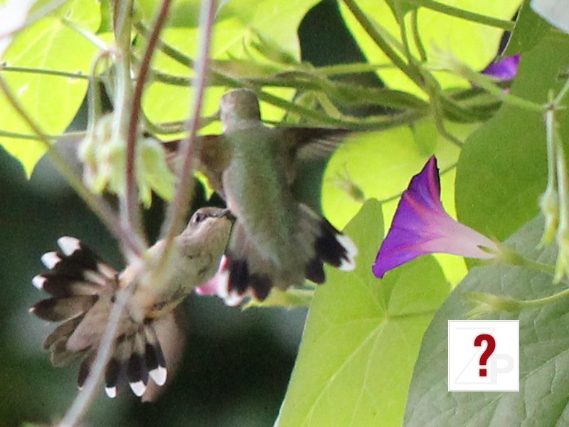 HummingbirdBattle_3_cr