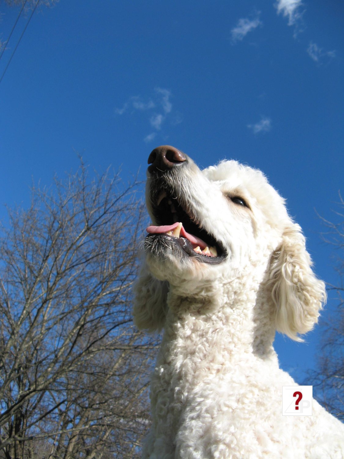 ElwoodSmiling20100403