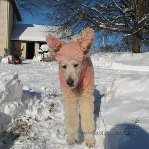 091210ElwoodBatDog