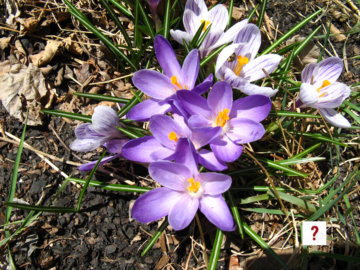 crocus