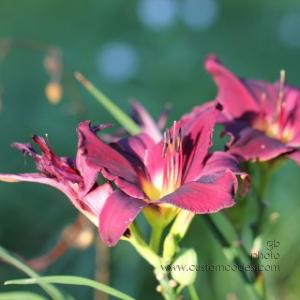 Day Lillies