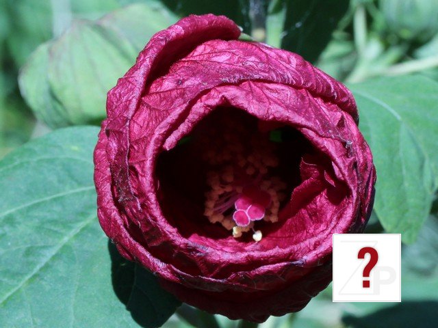 Hibiscus_starting2open_cr