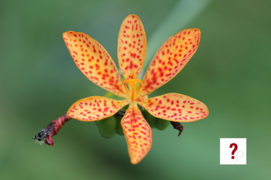 BlackBerryLily_2010_08_01