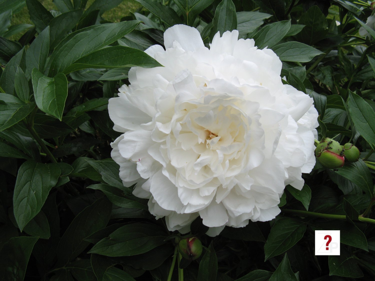 peony20100531