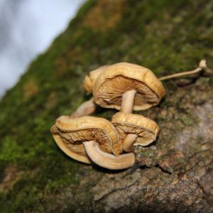 fungi on tree