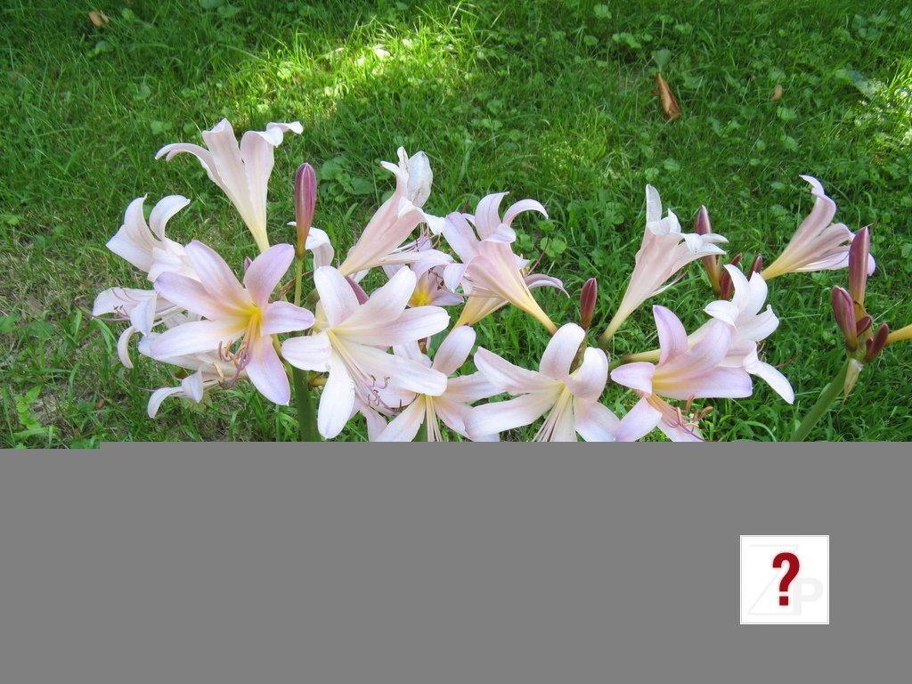 magicLilies