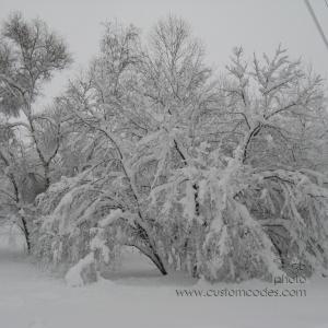 091209AppleTree