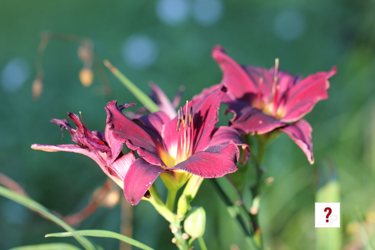 july_morning 011
