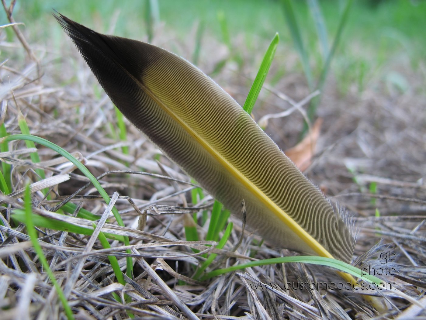 feather_20120725
