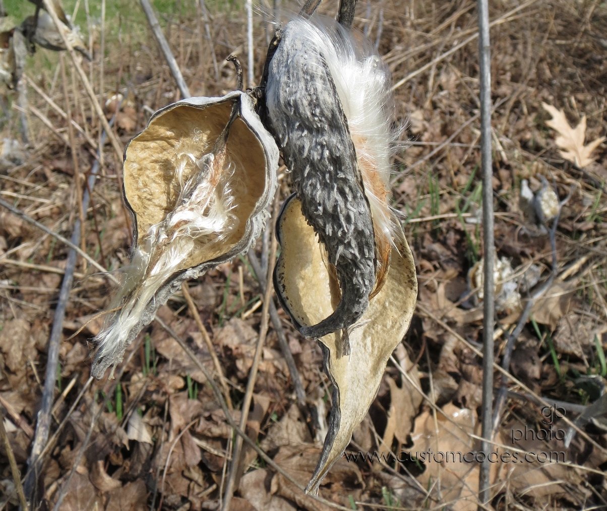 milkweed_2_20130426