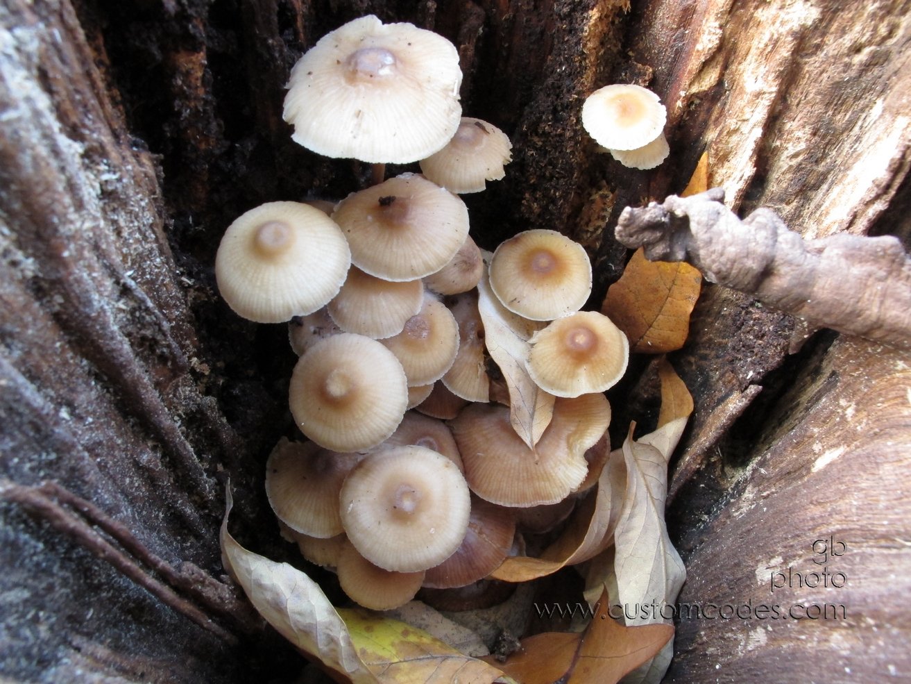 lookingInside_2_20131019