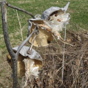 milkweed_3_20130426