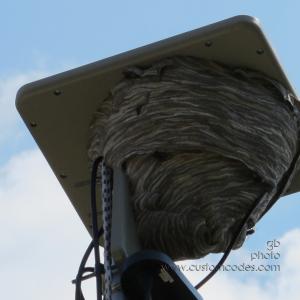 paperWasps_4_20140810