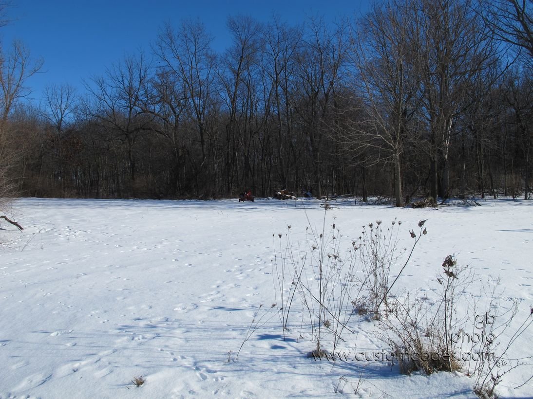 WoodsInWinter_20160117