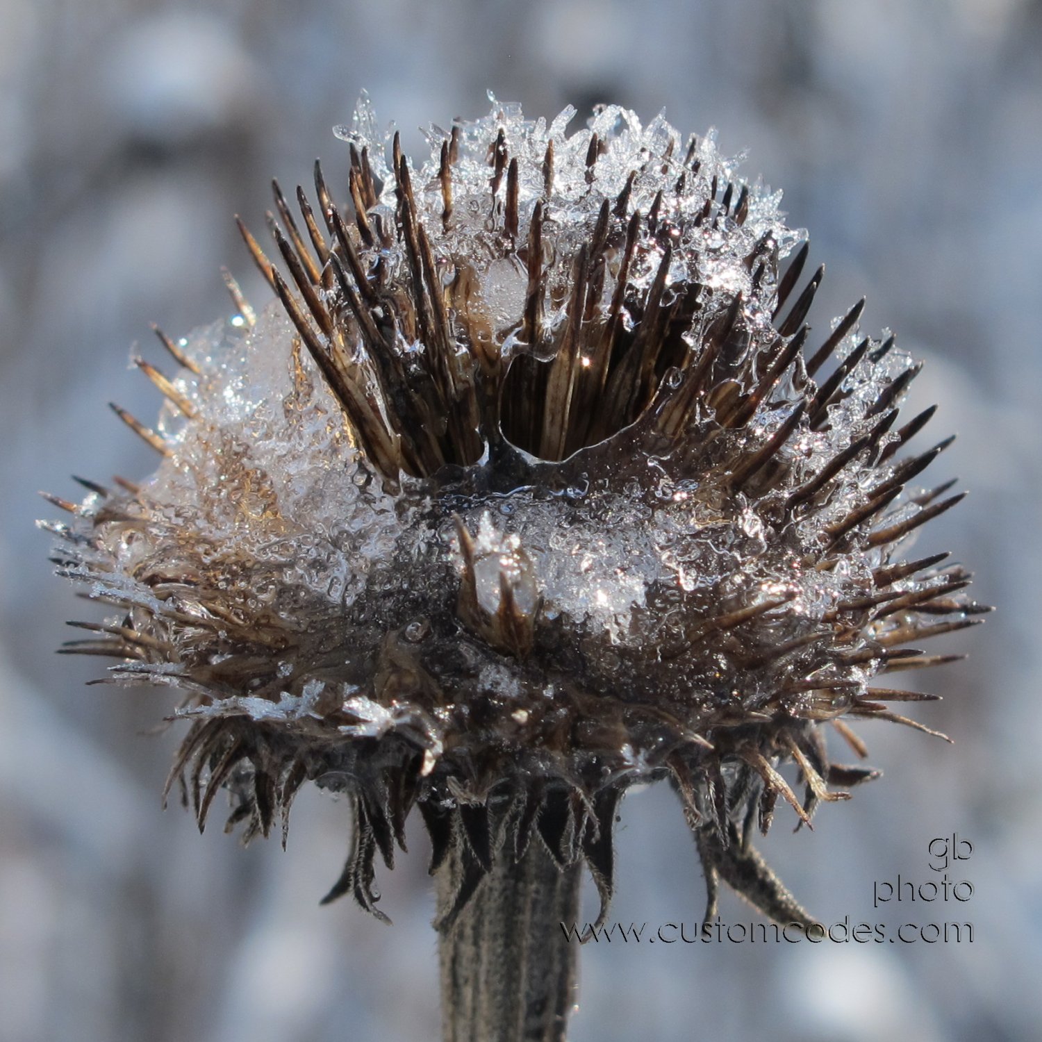 prairieConeFlower-1-20160325